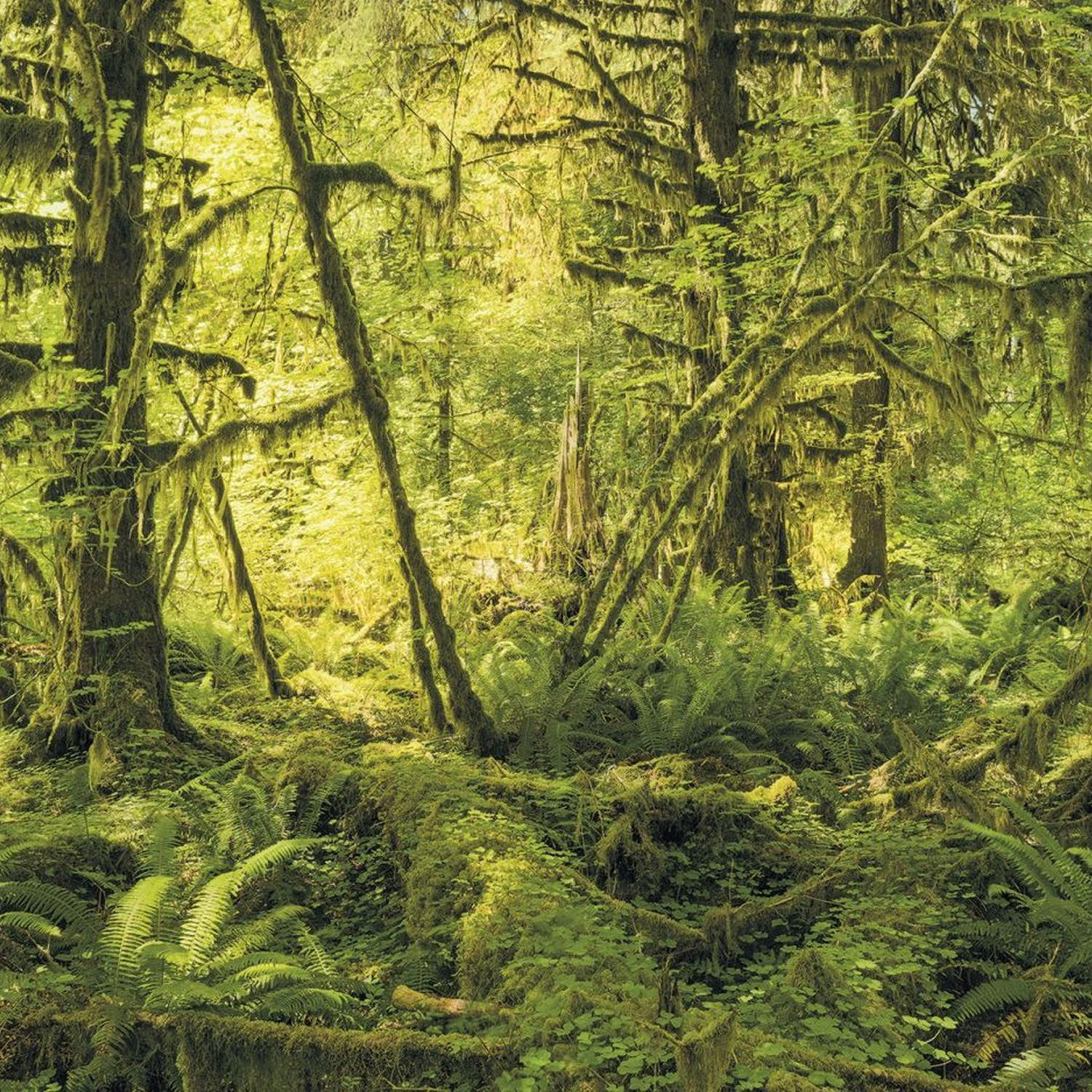 FOTOTAPETE Wald 400 x 250 cm - Grün, Papier (400/250cm) - Sanders & Sanders