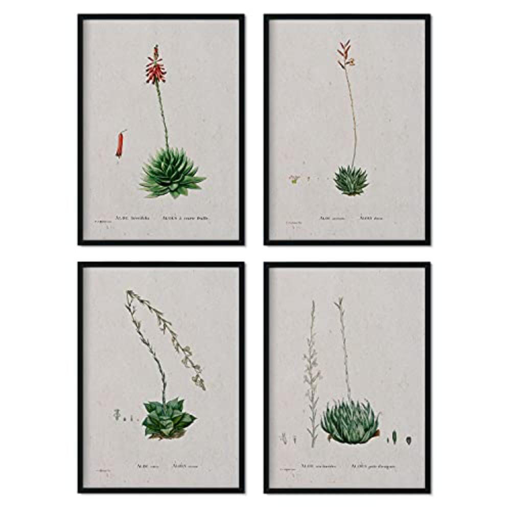 POSTER Set mit 4 of Succulent Bleche 2 des Künstlers PierreJoseph Redouté A4 Schwarzer Rahmen - Schwarz, Papier (29.7/3cm) - Nacnic