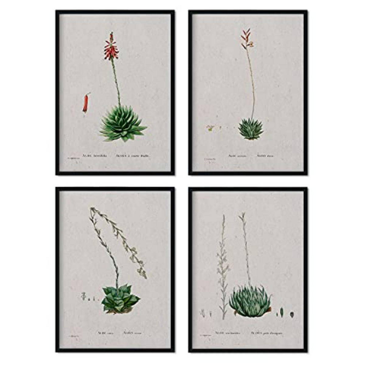 POSTER Set mit 4 of Succulent Bleche 2 des Künstlers PierreJoseph Redouté A4 Schwarzer Rahmen - Schwarz, Papier (29.7/3cm) - Nacnic