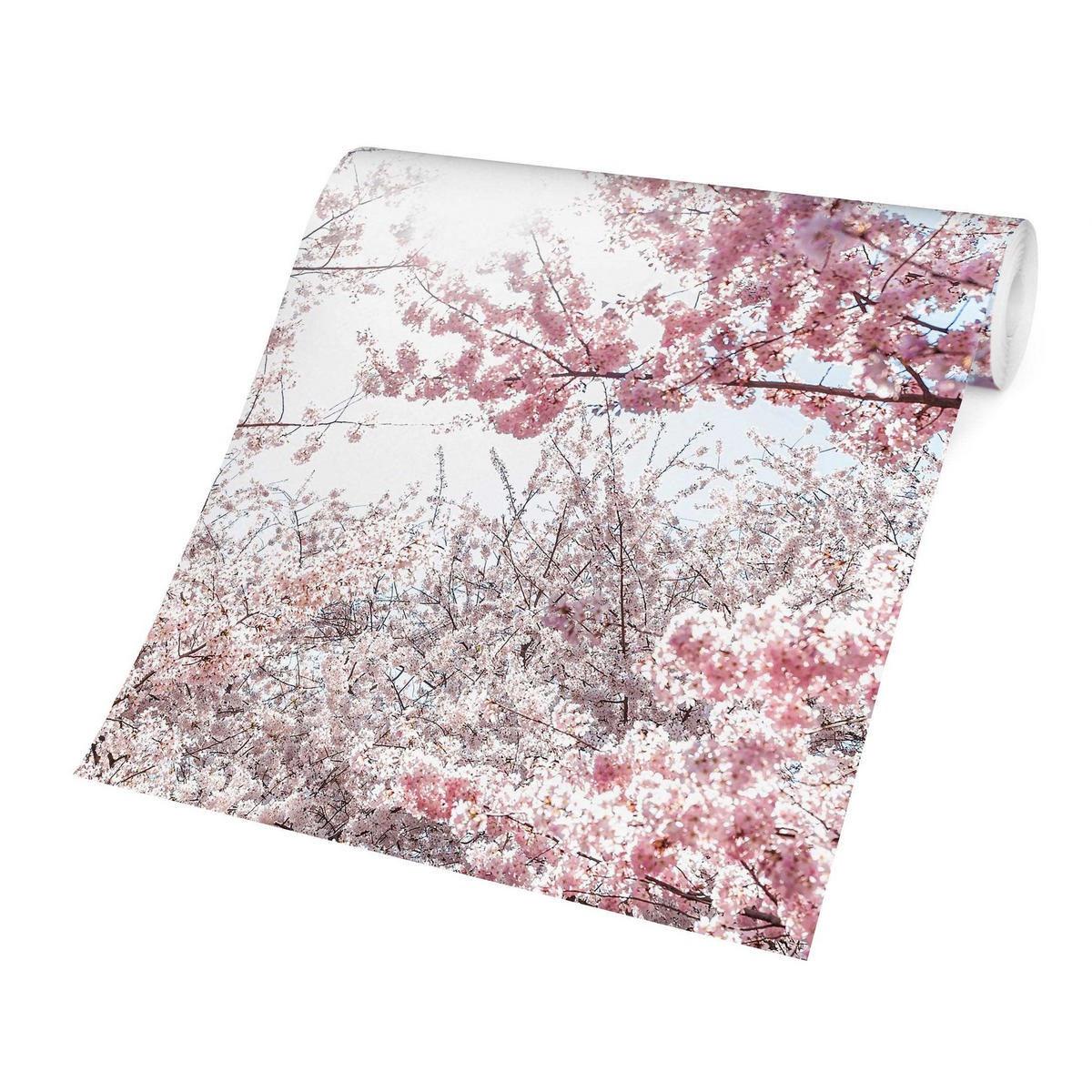 FOTOTAPETE Zwischen Kirschblütenzweigen 288/288 cm - Rosa, Papier (288/288cm) - Bilderwelten