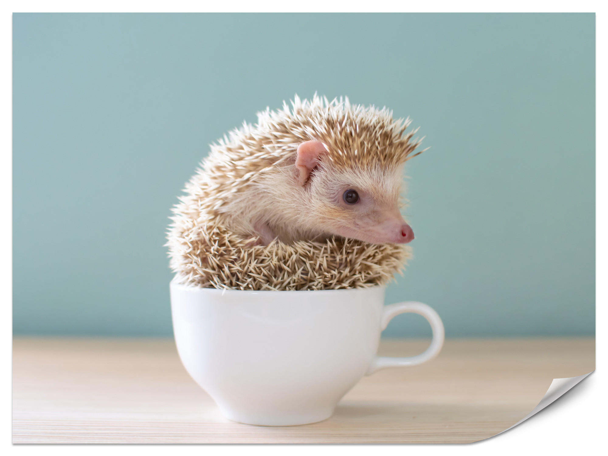 FOTOTAPETE für Esszimmer Igel Weiße Tasse Süß Tier 250x175 - Beige/Weiß, Papier (250/175cm) - Muralo