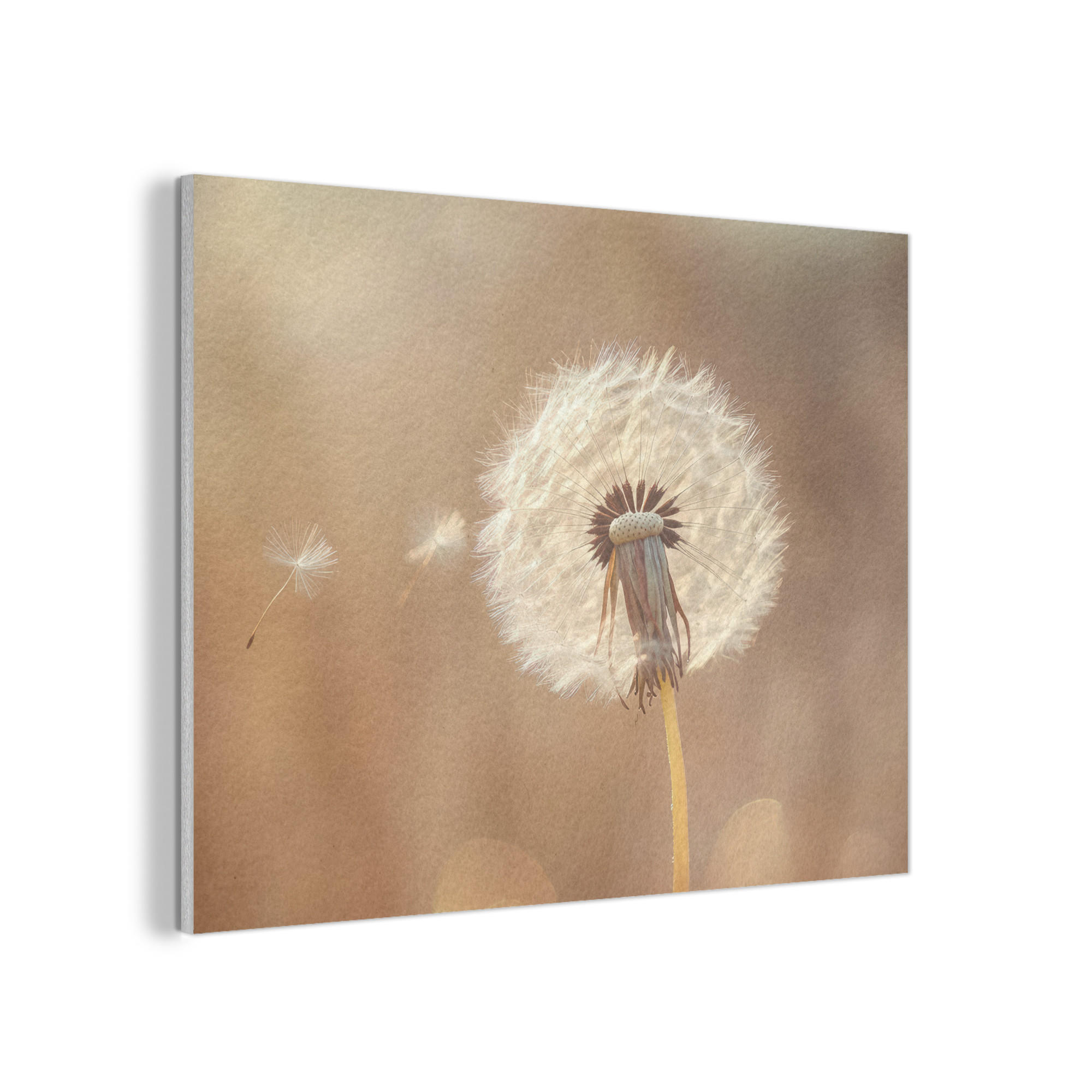 AKUSTIKPANEEL Löwenzahn - Beige - Natur - Blume 80x60 cm - Hellbraun, Textil (80/0.9/60cm) - MuchoWow