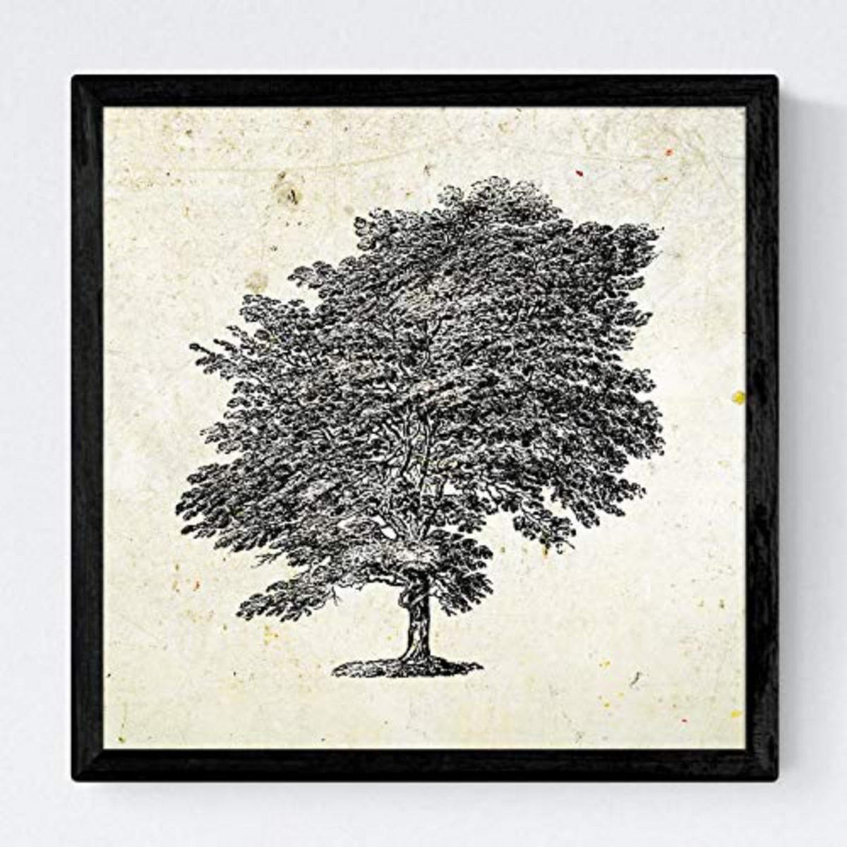 POSTER Set mit 4 Blättern der Caduda und immergrüne Jahrgang Hintergrund 20x20cm Rahmenlos - Klar, Papier (20/3cm) - Nacnic