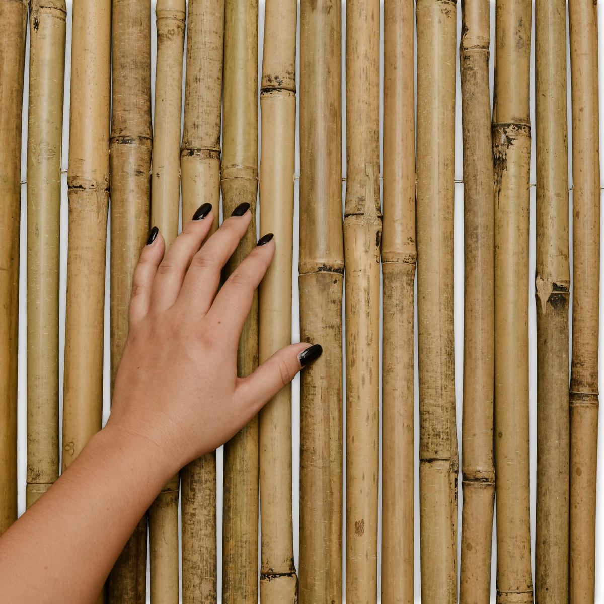 SICHTSCHUTZZAUN SolVision B38 150/250 cm Bambus - Naturfarben, Kunststoff (250/150cm) - Sol Royal