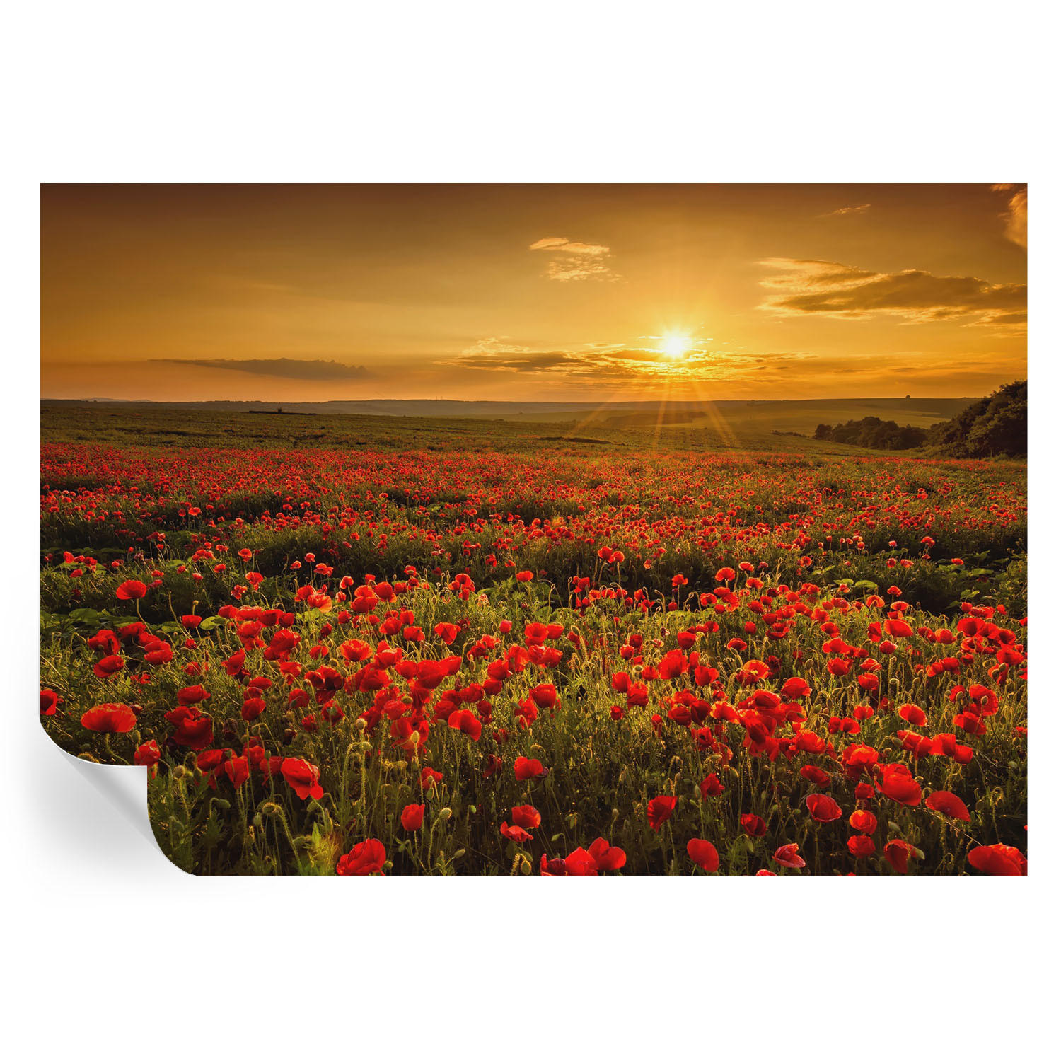 FOTOTAPETE 312x219 cm - Mohnfeld - Rot, Textil (312/219cm) - Wallfluent