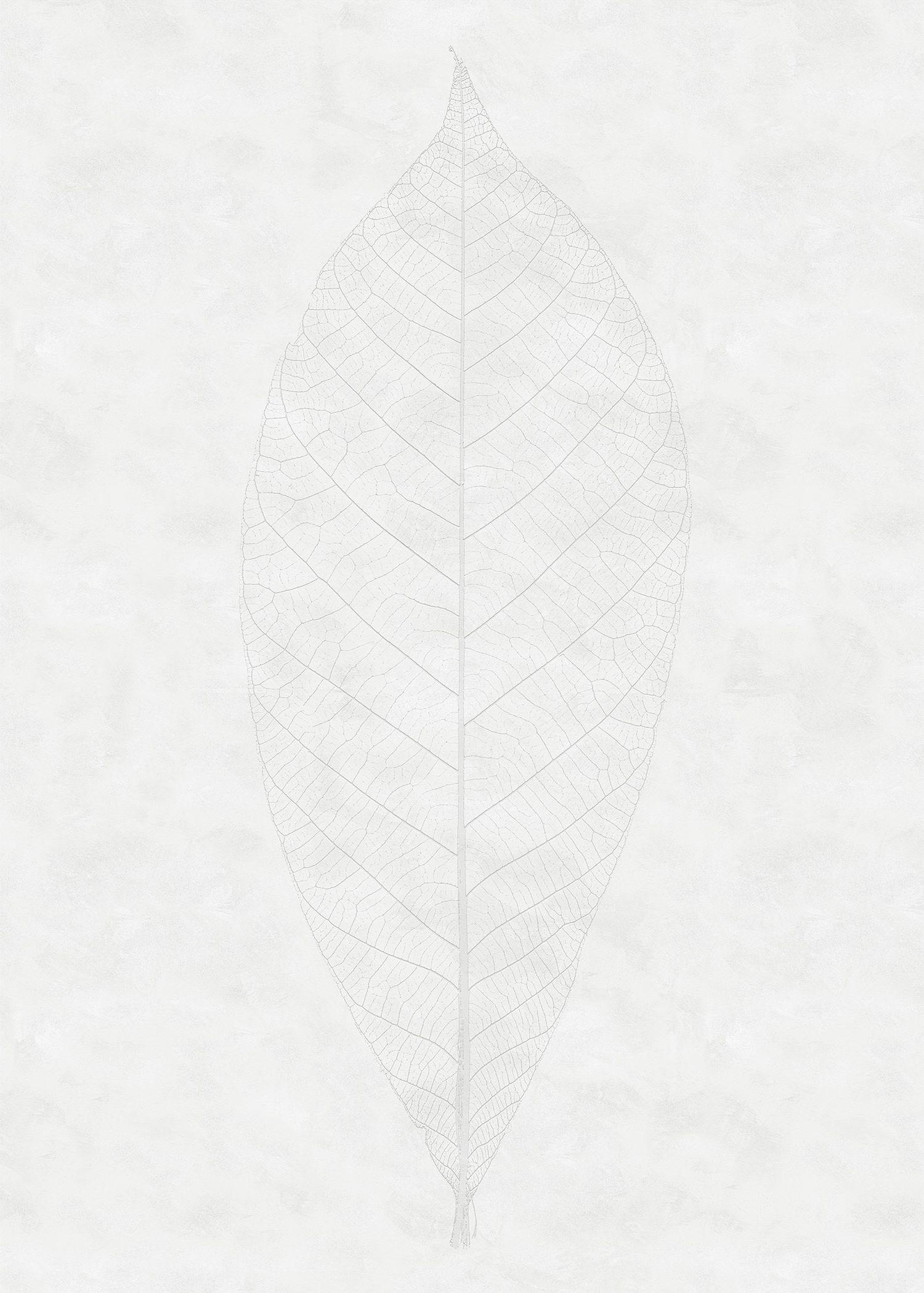 FOTOTAPETE Blätter 200 x 280 cm - Grau, Papier (200/280cm) - Sanders & Sanders