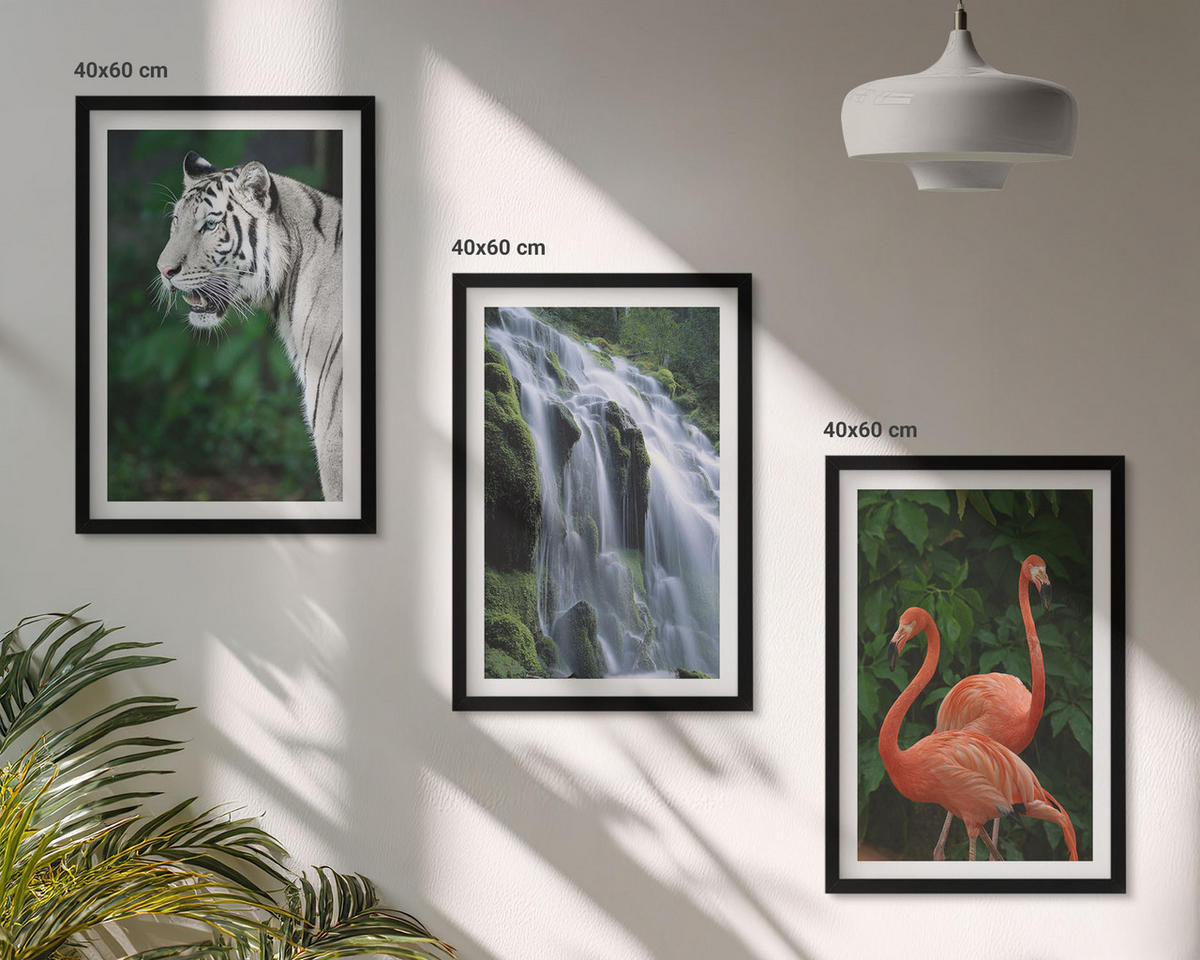 BILDER SET 3er Set - 40x60 cm Schwarzer Rahmen - Tiger Wasserfall Flamingos Natur - Schwarz, Kunststoff (40/60cm) - TULUP