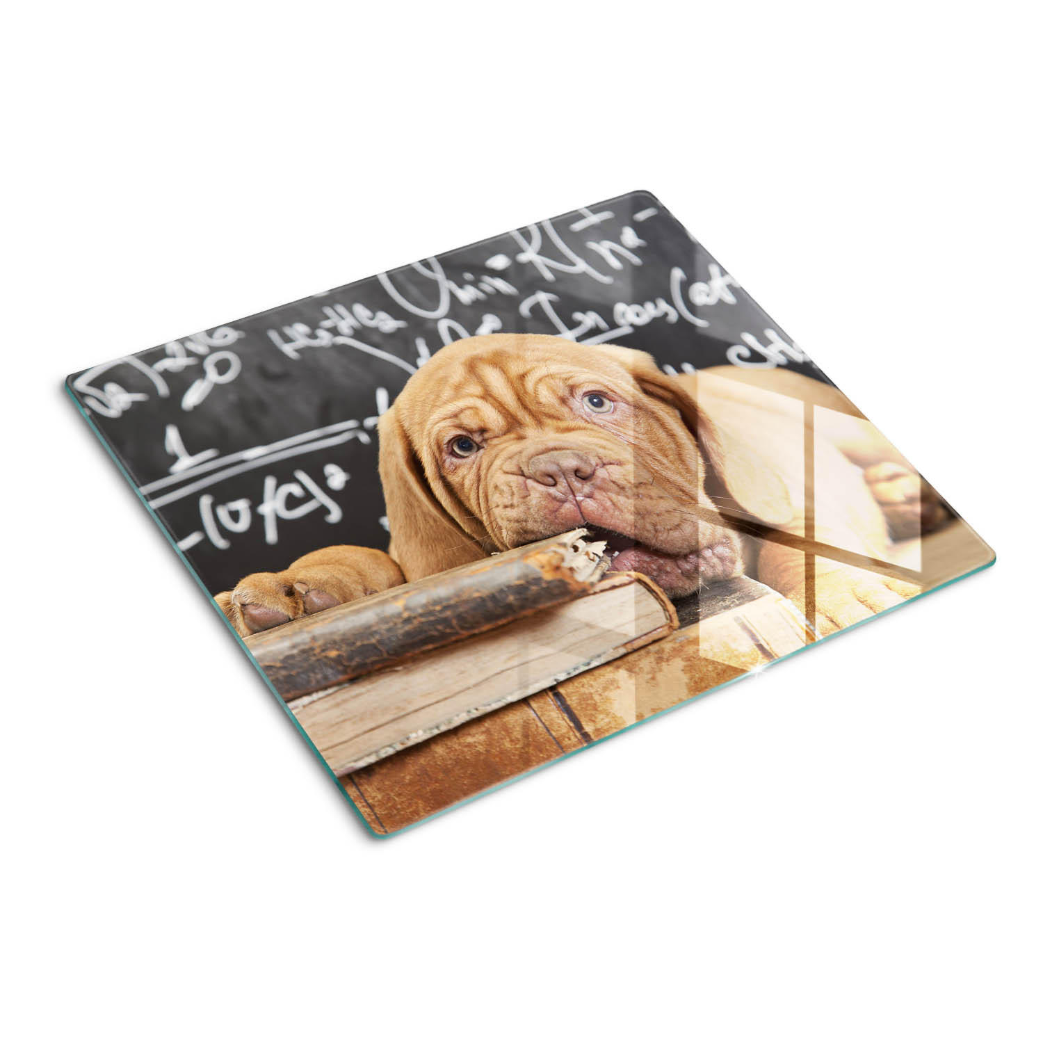 GLASPLATTE 60x52 cm Buch "Hundebisse" - Multicolor/Dunkelblau, Glas (60/0.4/52cm) - TULUP