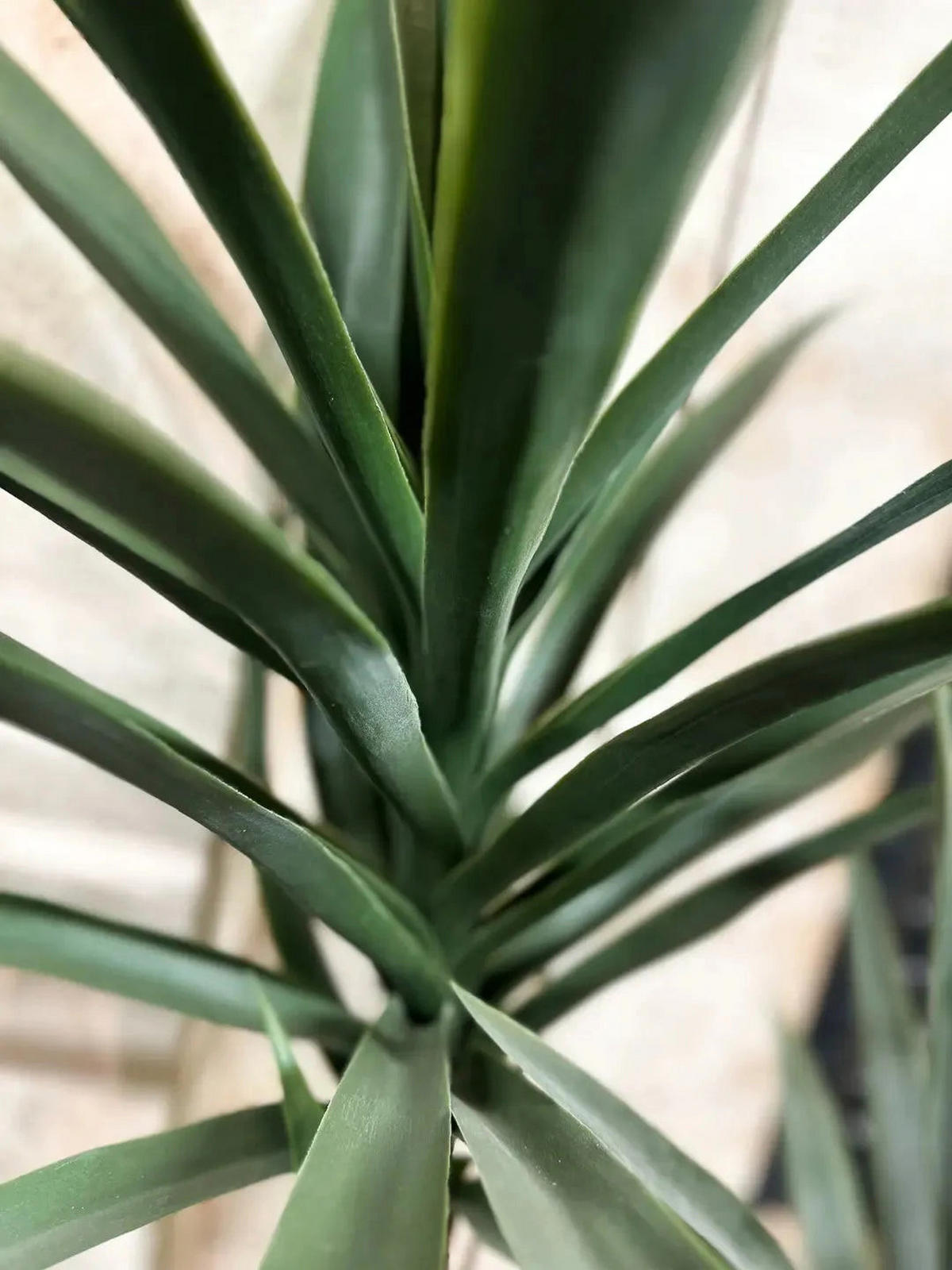 YUCCAS Künstliche Yucca Palme - Ramona 160 cm - Grün, Kunststoff (160cm) - aplanta