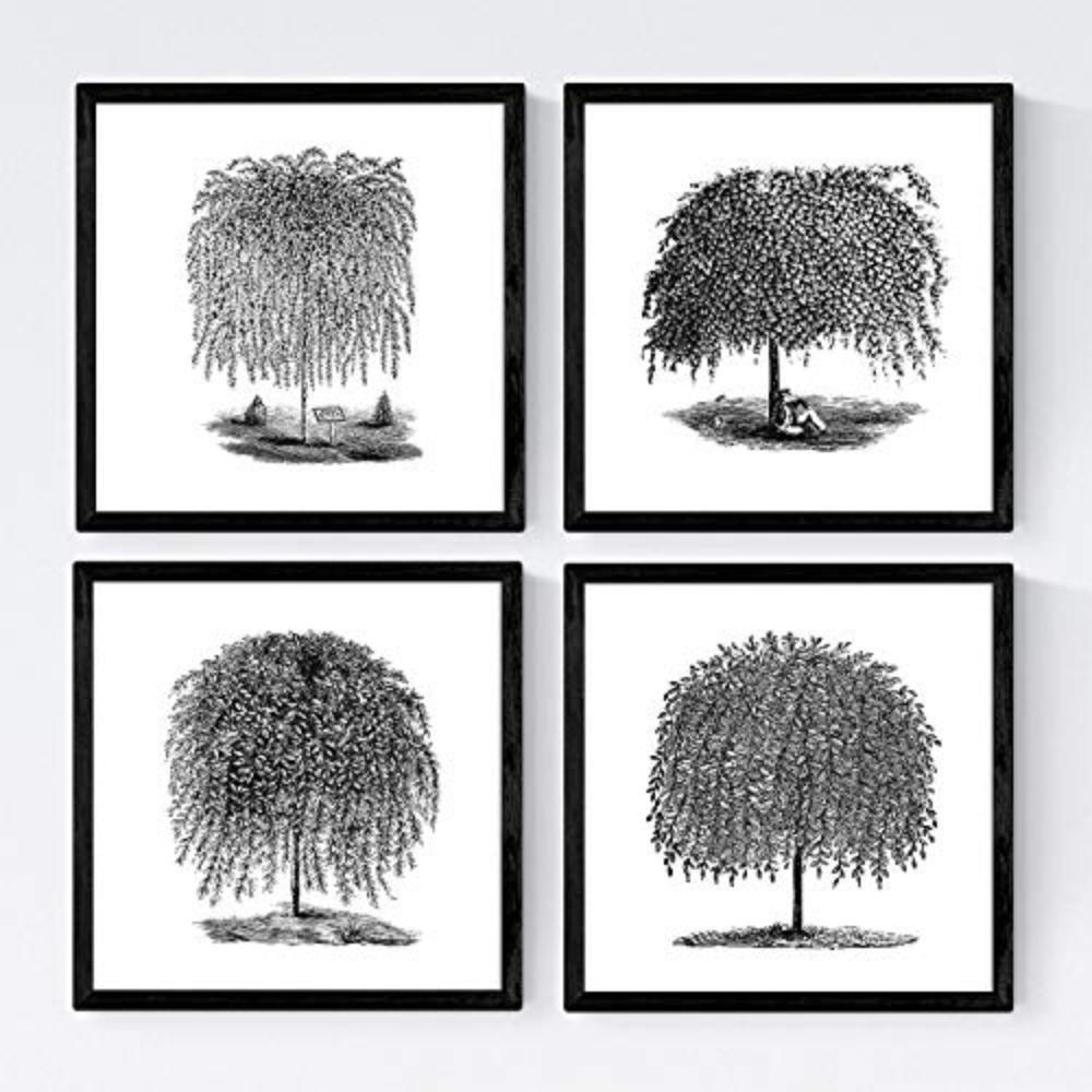 POSTER Set mit 4 Blättern der Bäume Weiden weiß 20x20cm Rahmenlos - Klar, Papier (20/3cm) - Nacnic