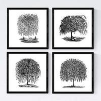 POSTER Set mit 4 Blättern der Bäume Weiden weiß 20x20cm Rahmenlos - Klar, Papier (20/3cm) - Nacnic
