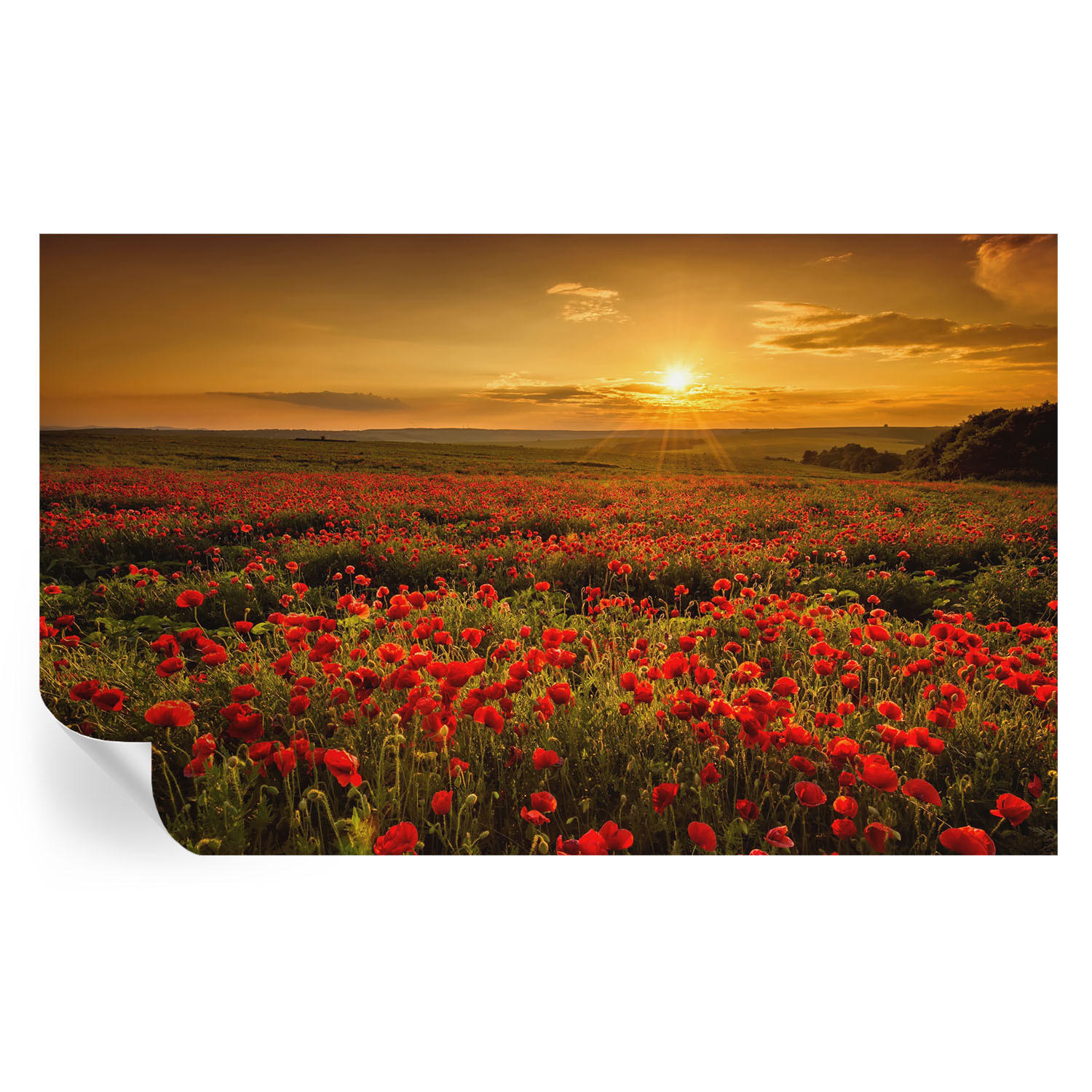 FOTOTAPETE 416x254 cm - Mohnfeld - Rot, Textil (416/254cm) - Wallfluent