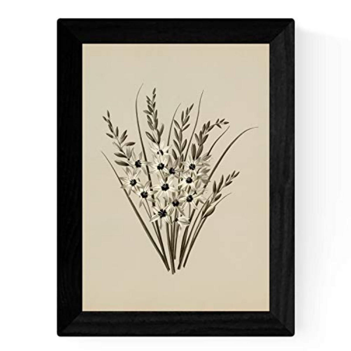 POSTER Set mit 4 Botanischen Stils Sensitive A3 Rahmenlos - Klar, Papier (29.7/3cm) - Nacnic