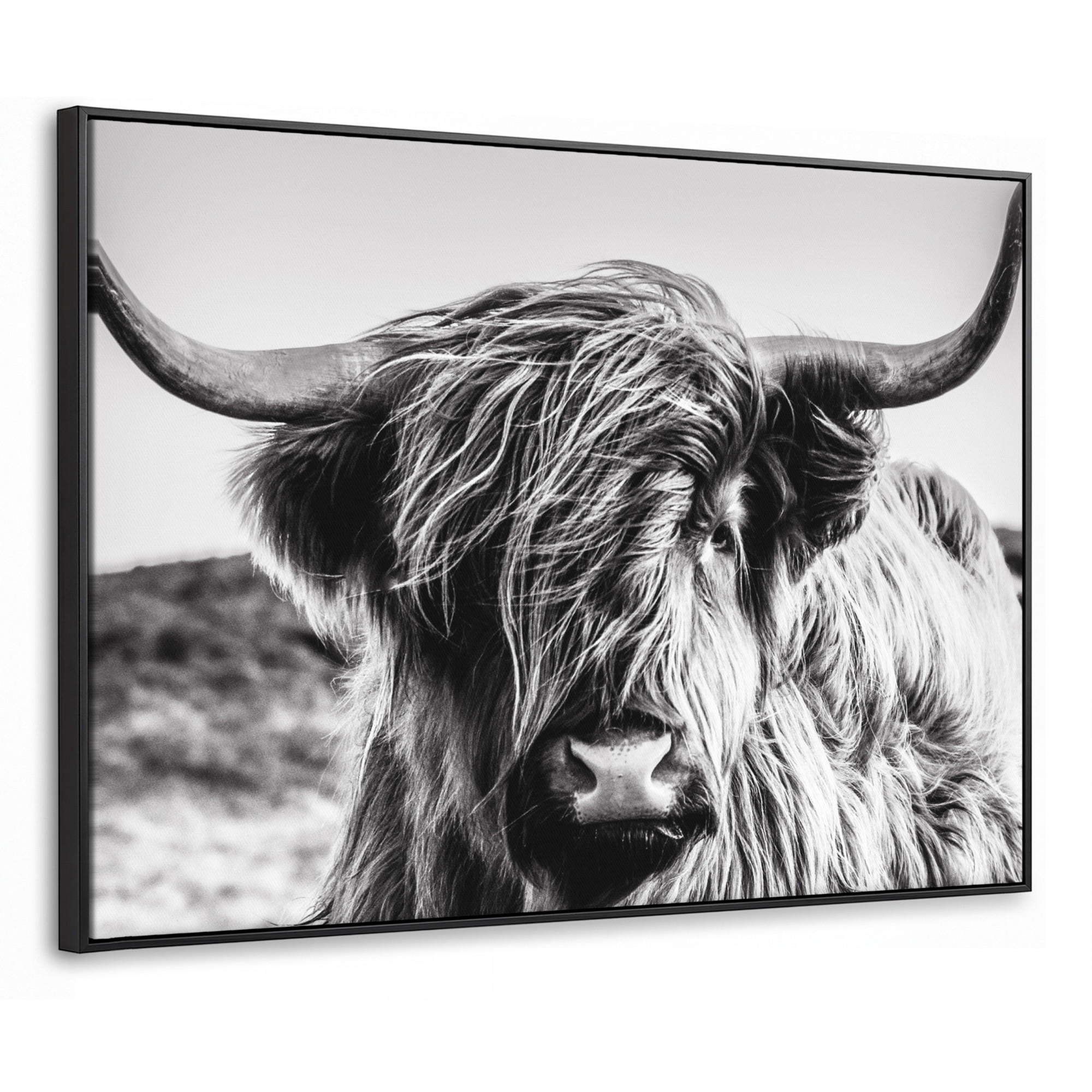 LEINWAND Bilder mit Rahmen - Kuh - Schottischer Hochländer - Schwarz - Weiß - Tier - Natur - Wildtiere - 80x60 - Schwarz, Textil (80/60cm) - MuchoWow