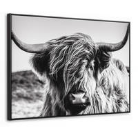 LEINWAND Bilder mit Rahmen - Kuh - Schottischer Hochländer - Schwarz - Weiß - Tier - Natur - Wildtiere - 100x70 - Schwarz, Textil (100/70cm) - MuchoWow