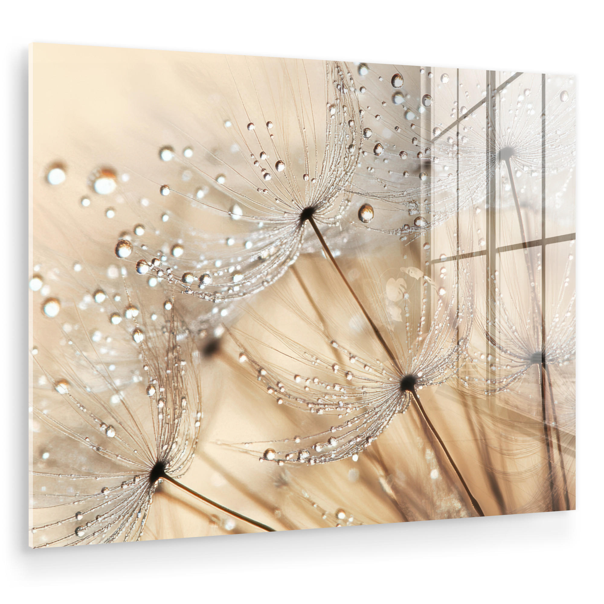 ACRYLGLASBILD Löwenzahn - Abstrakt - Natur - Beige 80x60 cm - Braun, Glas (80/60cm) - MuchoWow