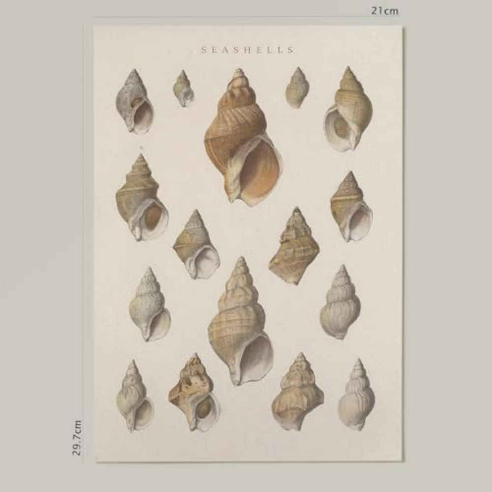 POSTER Impression Artistique Muschelschuhe A4 Rahmenlos - Klar, Papier (29.7/5/21cm) - Nacnic