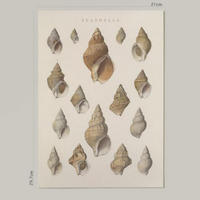 POSTER Impression Artistique Muschelschuhe A4 Rahmenlos - Klar, Papier (29.7/5/21cm) - Nacnic