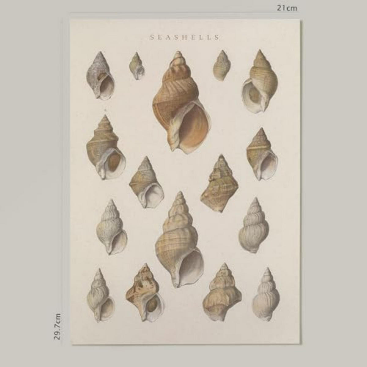 POSTER Impression Artistique Muschelschuhe A4 Rahmenlos - Klar, Papier (29.7/5/21cm) - Nacnic