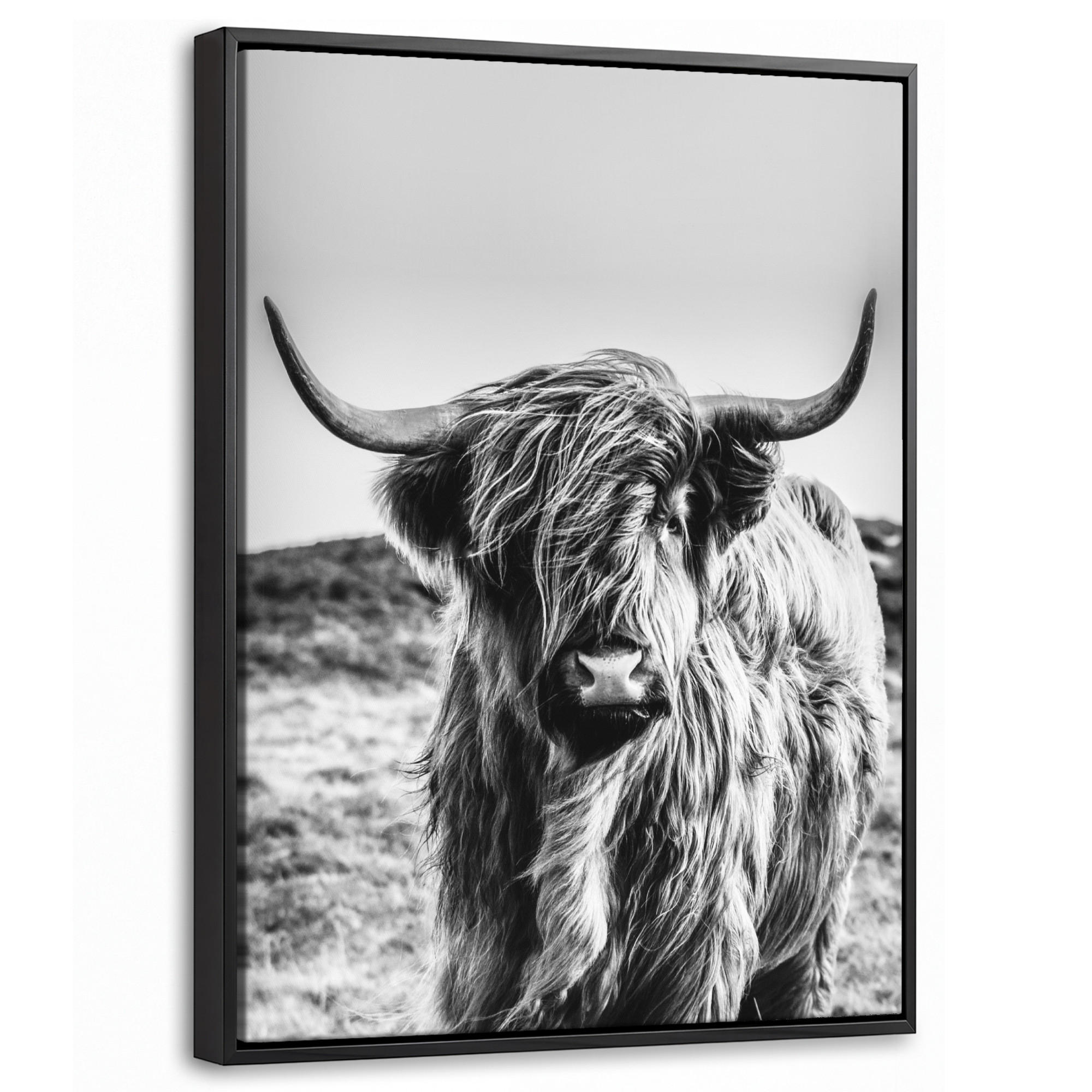 LEINWAND Bilder mit Rahmen - Kuh - Schottischer Hochländer - Schwarz - Weiß - Tier - Natur - Wildtiere - 30x40 - Schwarz, Textil (30/40cm) - MuchoWow