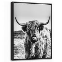 LEINWAND Bilder mit Rahmen - Kuh - Schottischer Hochländer - Schwarz - Weiß - Tier - Natur - Wildtiere - 30x40 - Schwarz, Textil (30/40cm) - MuchoWow