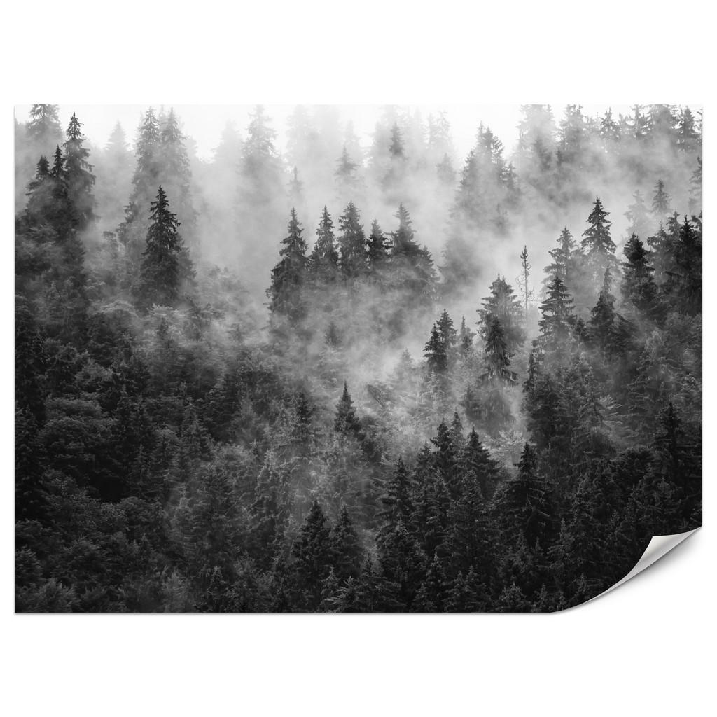 Muralo FOTOTAPETA do Obývacího Pokoje Hustá Mlha Les Stromy 200x140