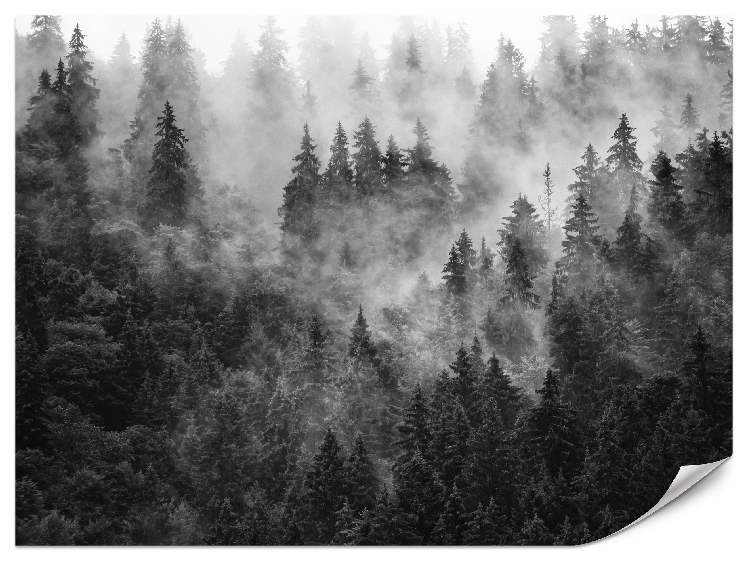 FOTOTAPETE für Wohnzimmer Dichter Nebel Forst Bäume 500x350 - Schwarz/Weiß, Papier (500/350cm) - Muralo