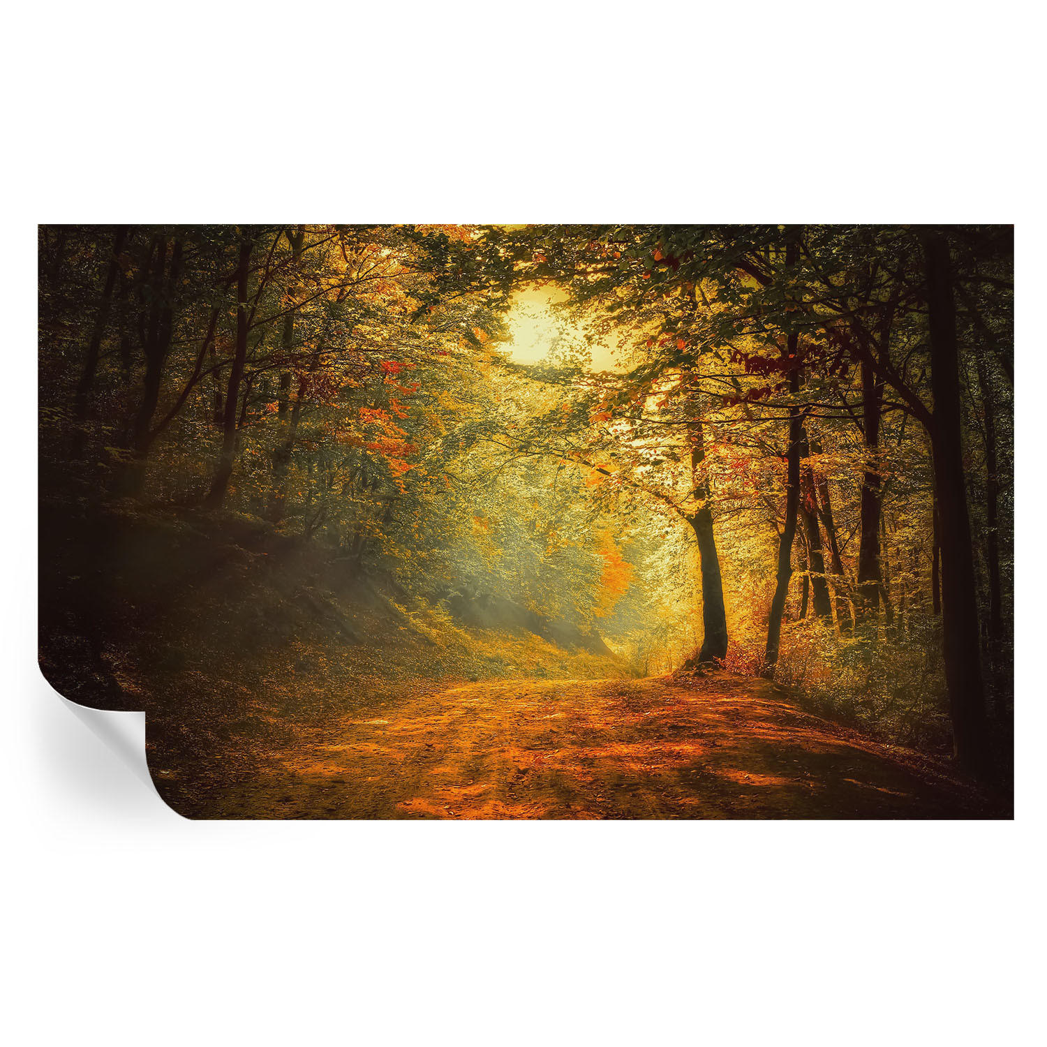 FOTOTAPETE 416x254 cm - Herbstlandschaft - Gelb, Textil (416/254cm) - Wallfluent