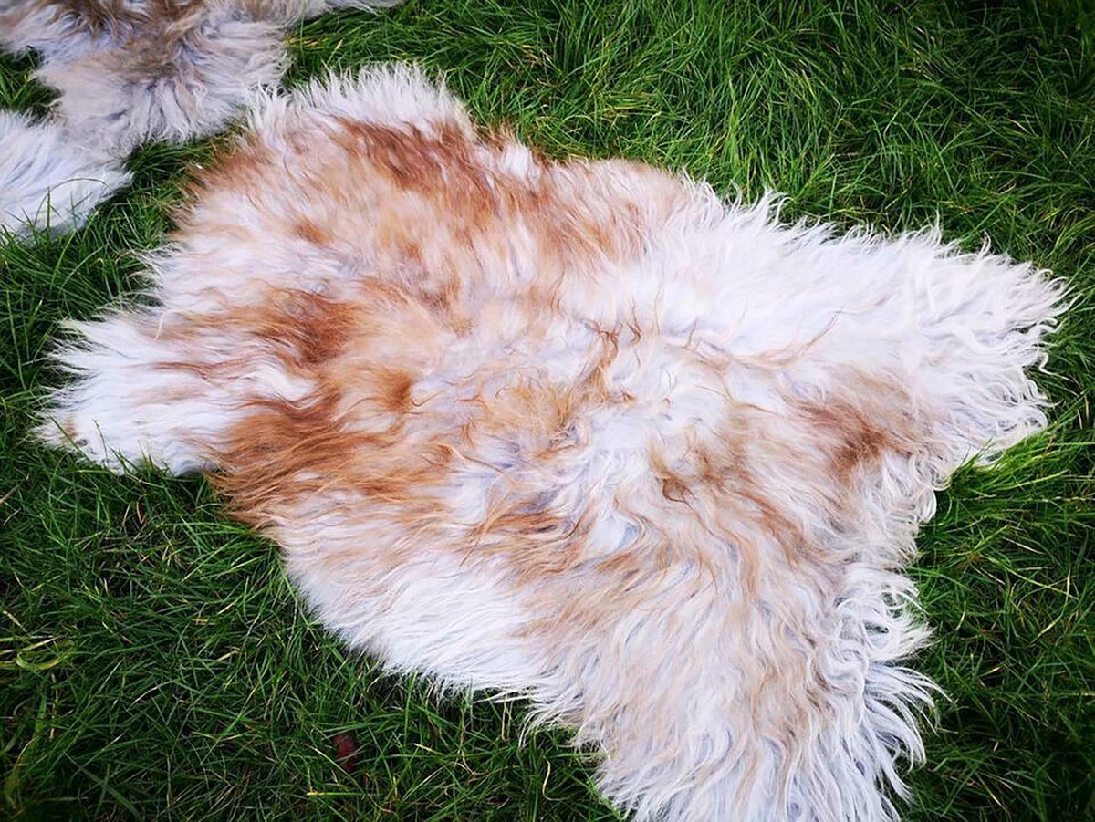 LAMMFELL Island hellgrau-braun lange weiche Wolle ca. 105 cm - Hellbraun/Hellgrau, Fell (55/105cm) - Provellus