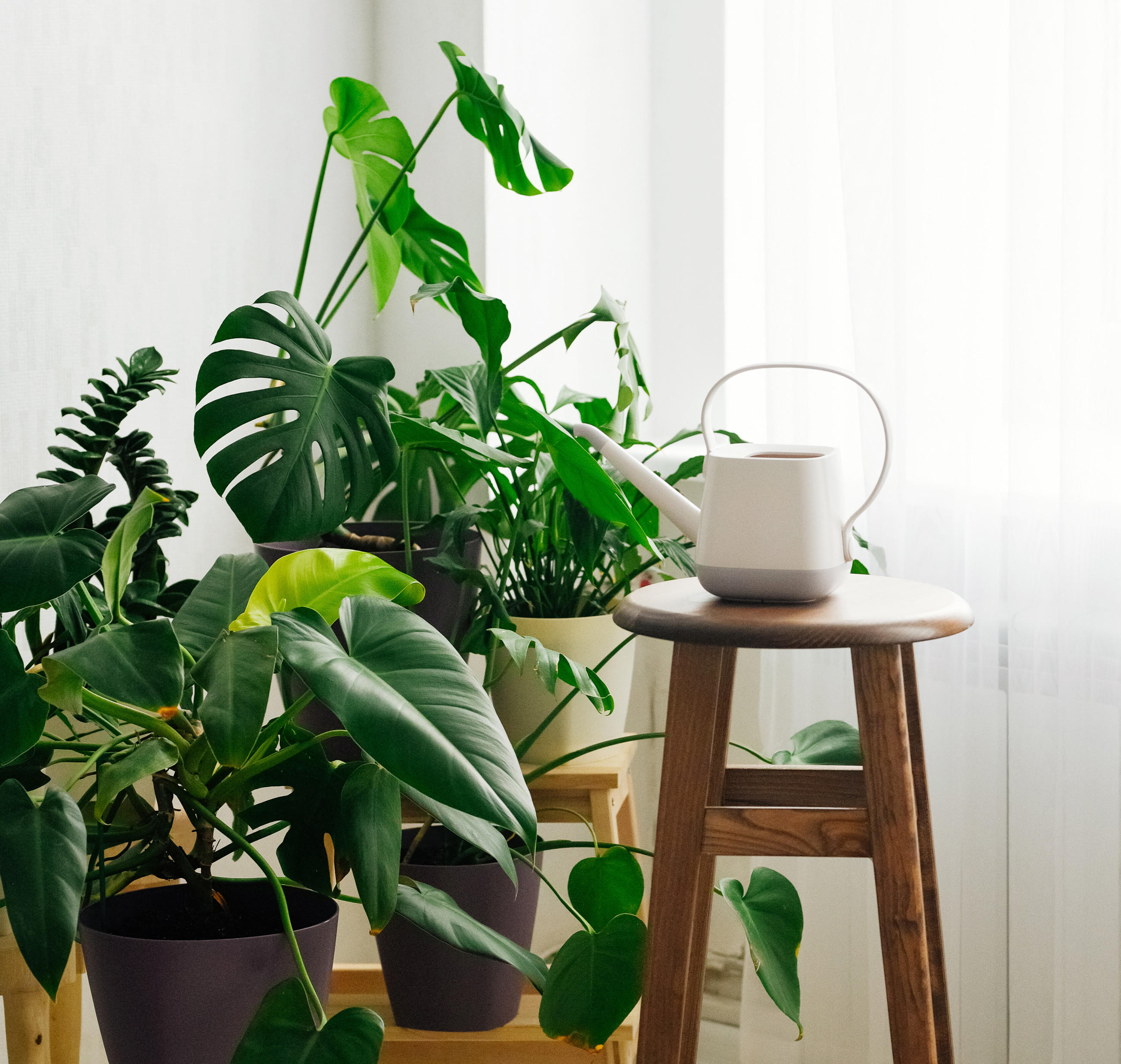 Grüne Zimmerpflanzen mit Gießkanne auf Hocker vor lichtdurchfluteter Gardine.