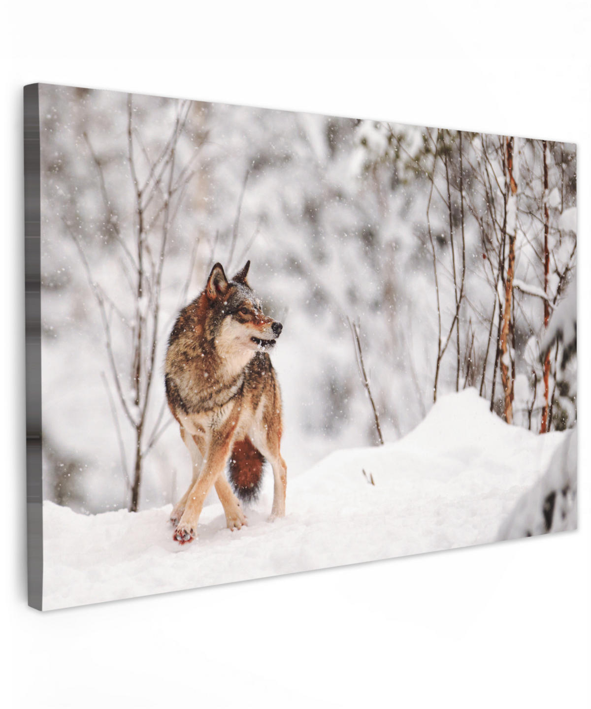 LEINWANDBILD Wolf - Winter - Schnee - Natur - Tiere Wohnzimmer Groß 120x80 cm - Haselnussfarben, Textil (120/80cm) - MuchoWow