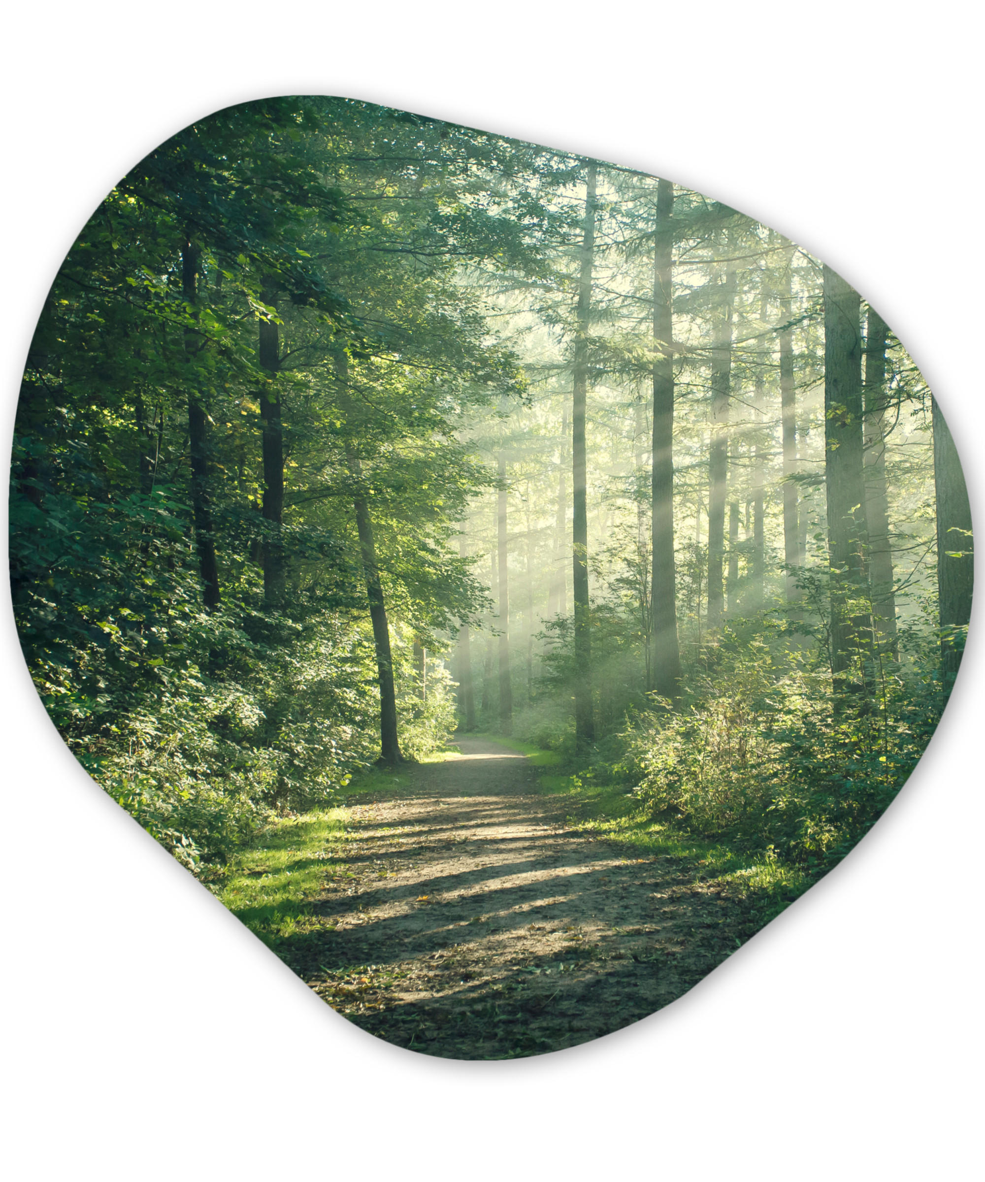 WANDBILD Wald - Weg - Sonne - Bäume - Grün - Natur 40x40 cm - Waldgrün, Kunststoff (40/40cm) - MuchoWow