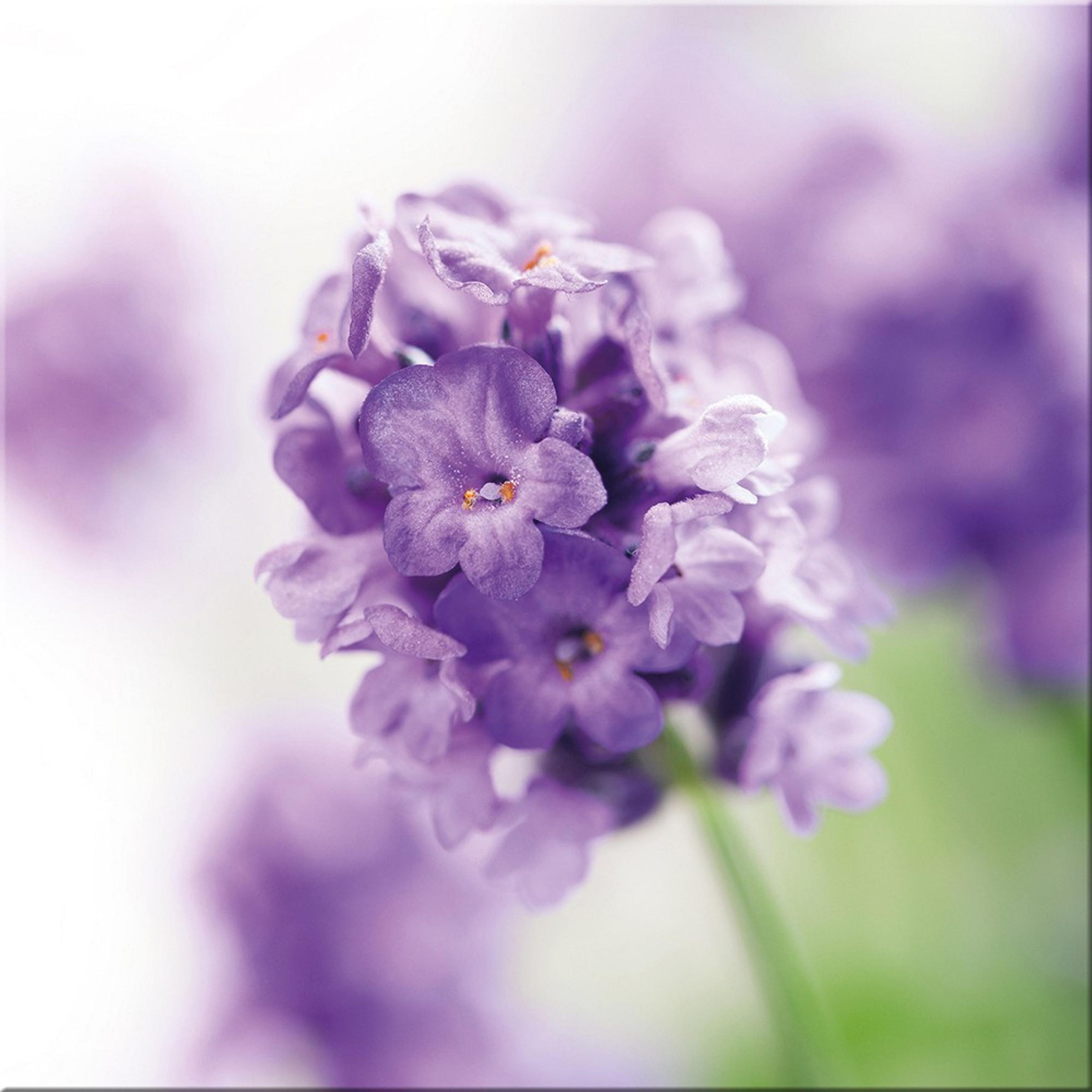 GLASBILD 30x30 cm Blumen lila - Violett, Glas (30/30cm) - artissimo