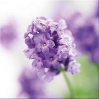 GLASBILD 30x30 cm Blumen lila - Violett, Glas (30/30cm) - artissimo