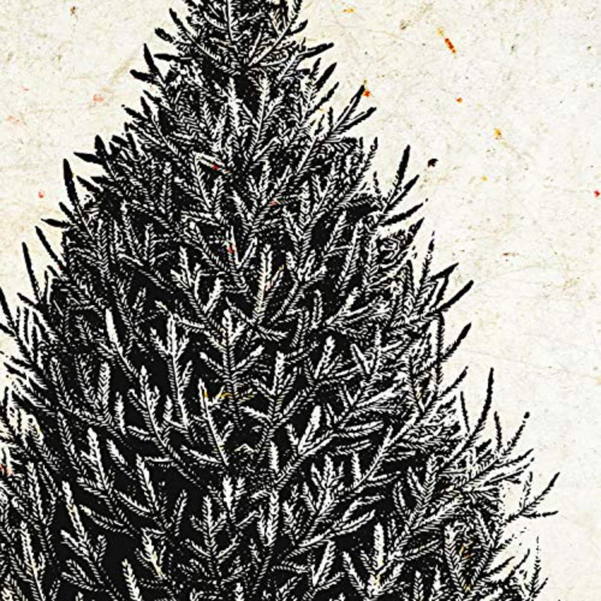 POSTER Set mit 4 Blättern der Bäume und Sträucher Jahrgang Hintergrund 20x20cm Rahmenlos - Klar, Papier (20/3cm) - Nacnic