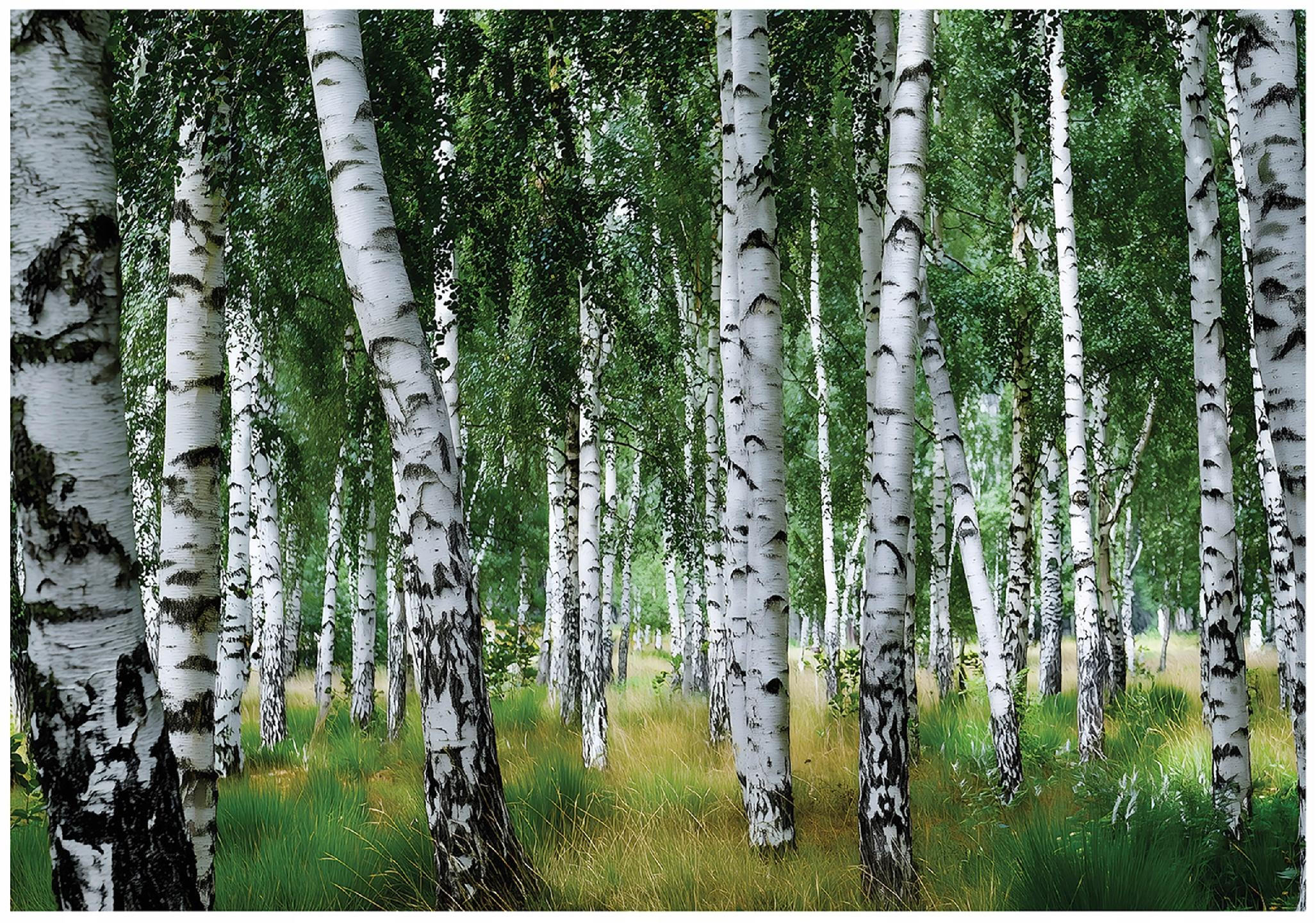 FOTOTAPETE Wald Birken Grün 400x280 cm - Multicolor, Papier (400/280cm) - Wallarena