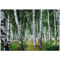 FOTOTAPETE Wald Birken Grün 400x280 cm - Multicolor, Papier (400/280cm) - Wallarena