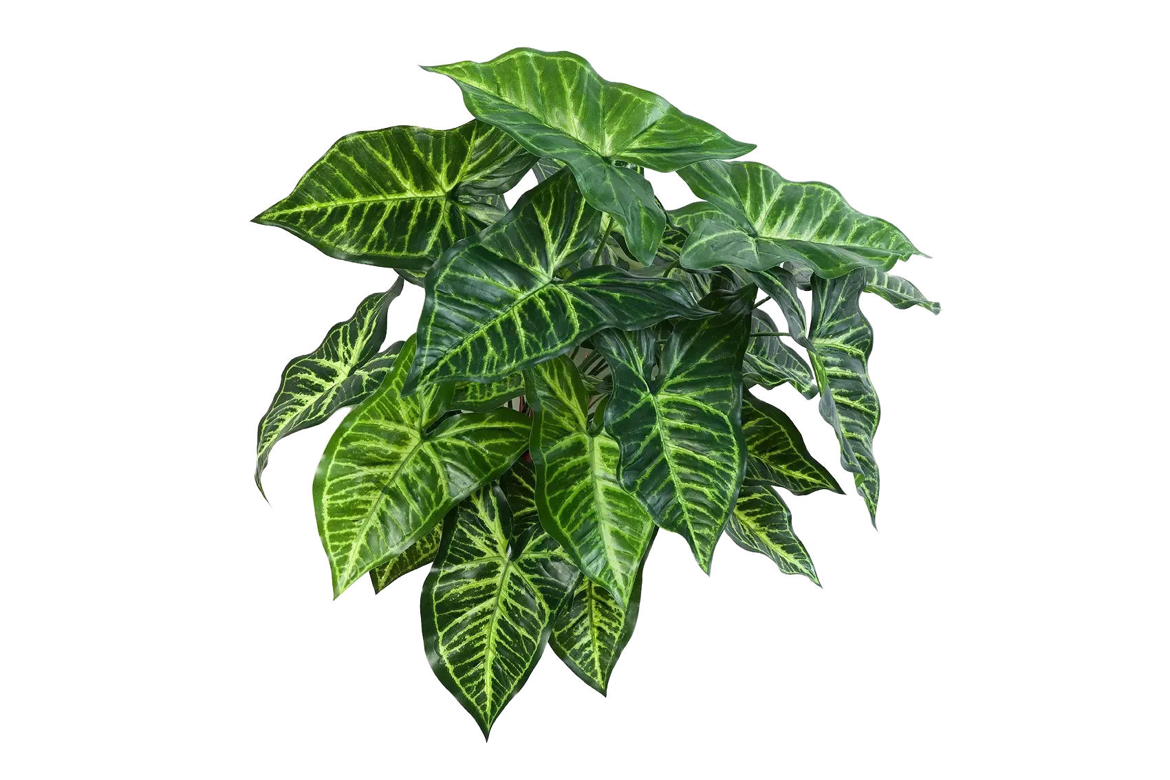 KUNSTPFLANZE Künstliche Syngonium - Kalle 45 cm - Grün, Kunststoff (45cm) - aplanta