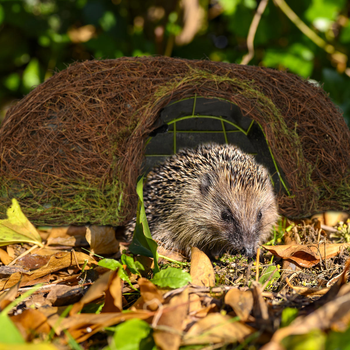 IGELHAUS - Dunkelbraun, Naturmaterialien/Textil (52/20/45cm) - Relaxdays