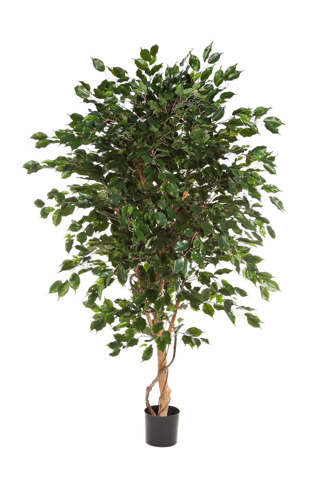 KUNSTBAUM Künstlicher Ficus - Kim 180 cm - Grün, Kunststoff (180cm) - aplanta