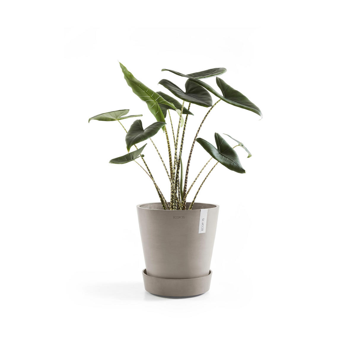 BLUMENTOPFUNTERSETZER mit Rädern 34,1/34,1/9 cm Taupe - Taupe, Kunststoff (34.1/9cm) - Ecopots