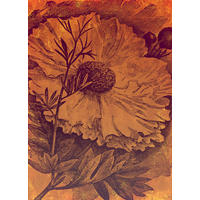 FOTOTAPETE Blumen 200 x 280 cm - Orange, Papier (200/280cm) - Sanders & Sanders
