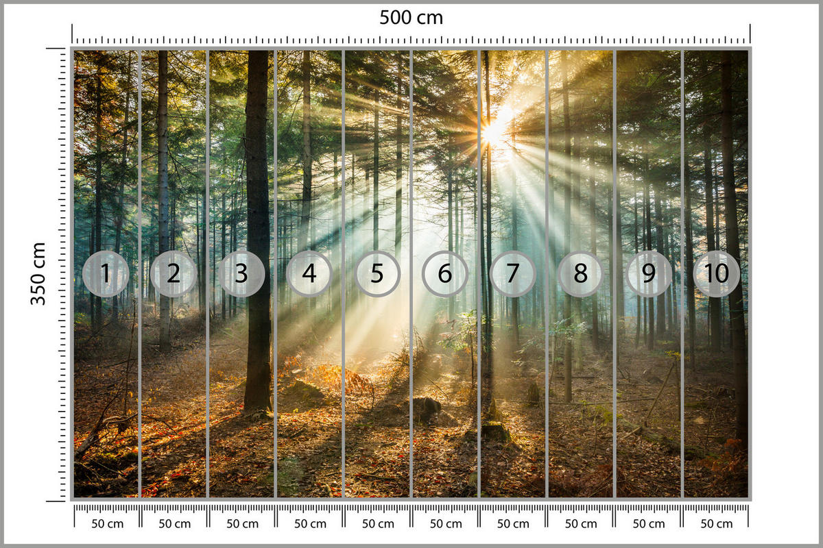 FOTOTAPETE für Wohnzimmer Herbstwald Sonnenuntergang Bäume Natur 500x350 - Beige/Gelb, Papier (500/350cm) - Muralo