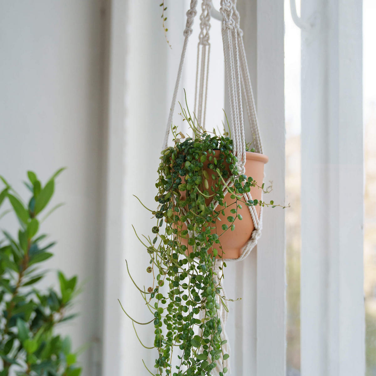 PFLANZENKAST Beige 80 cm - Beige, Textil (1/80/1cm) - Mobili Rebecca