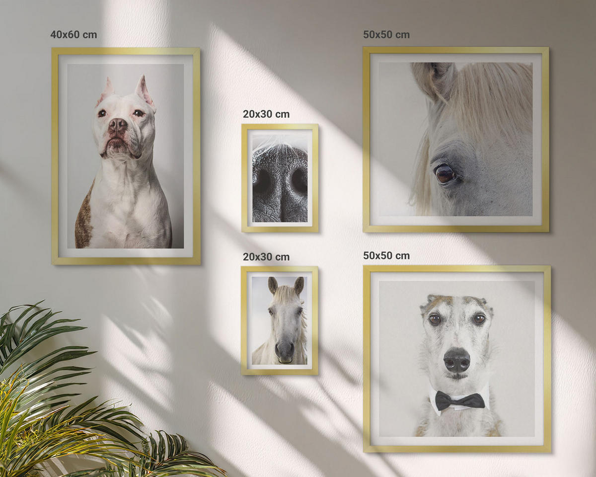WANDBILDER 5er Set - 50x50 cm & 20x30 cm & 40x60 cm Goldrahmen - Elegante Porträts von Hunden und Pferden - Goldfarben, Kunststoff (40/60cm) - ArtPrintCave