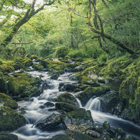 FOTOTAPETE Wald 400 x 250 cm - Grün, Papier (400/250cm) - Sanders & Sanders