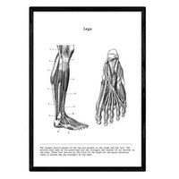 POSTER Anatomie Beine A4 Rahmenlos - Klar, Papier (29.7/5/21cm) - Nacnic
