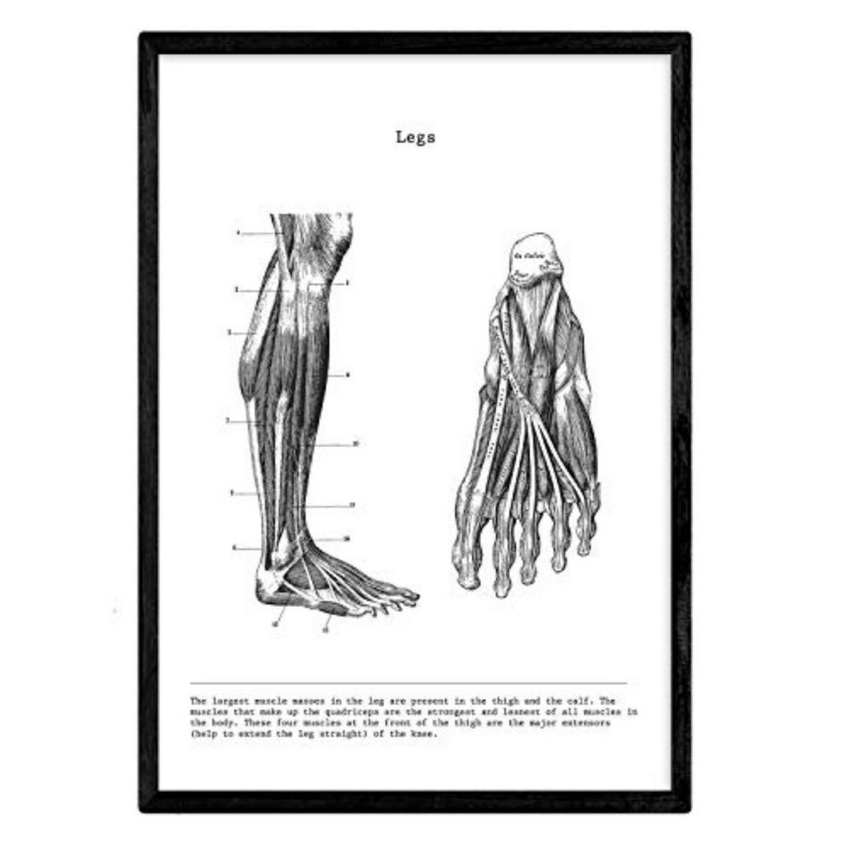 POSTER Anatomie Beine A4 Rahmenlos - Klar, Papier (29.7/5/21cm) - Nacnic