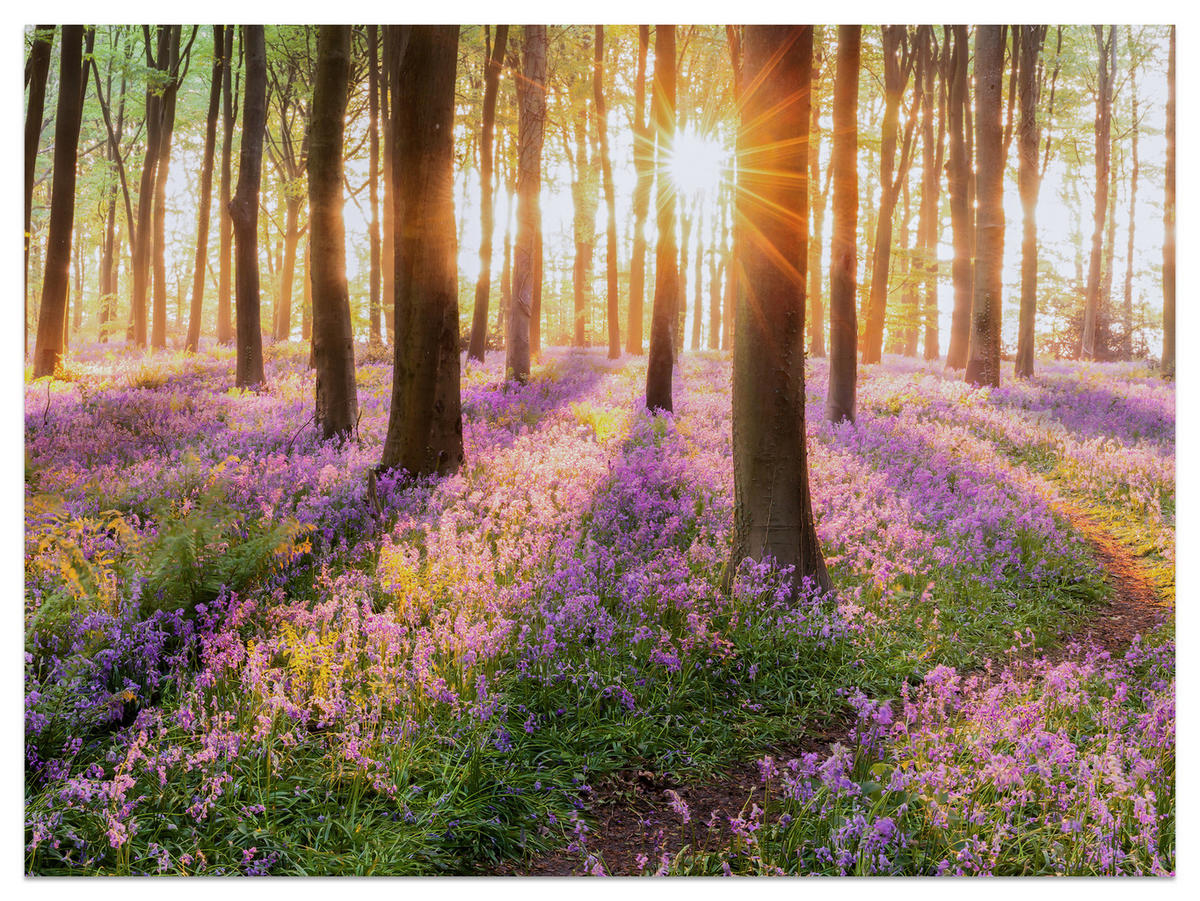 FOTOTAPETA Les Kvety Východ Slnka Krajina 3D 400 x 280 cm - oranžová/hnedá, papier (400/280cm) - Muralo