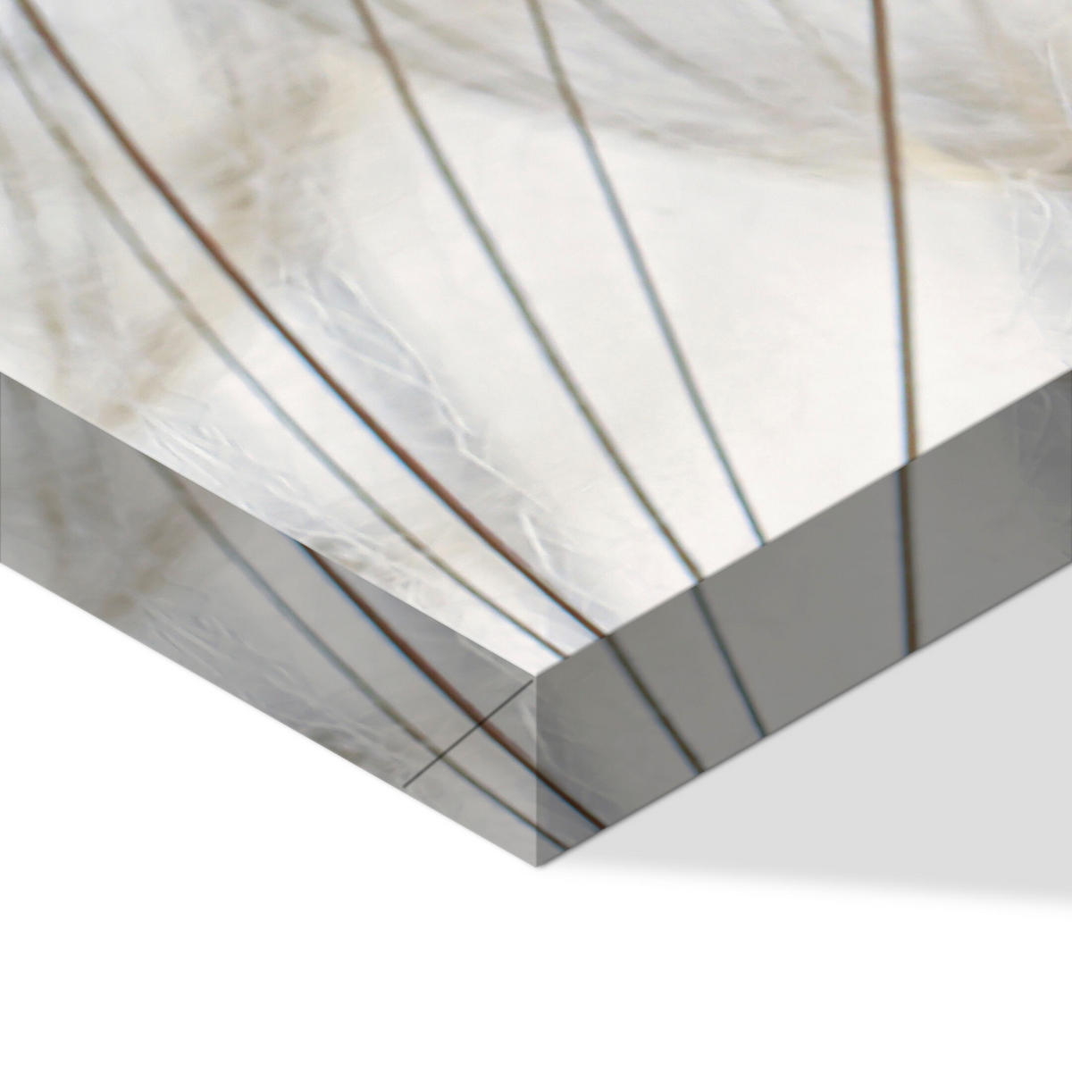 LEINWANDBILD Pusteblumen 3-tlg. 90x60 cm - Multicolor, Holz (90/60cm) - LUMASOUL